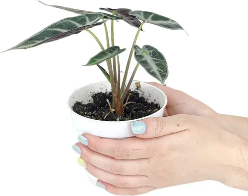 Vista 2 de Alocasia Bambino (maceta cultivadora de 4 pulgadas) - Planta de interior con poca luz y saludable - Planta de interior de interior fácil de cuidar