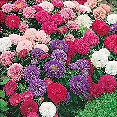 Vista 4 de 13,00 polinizadores que atraen semillas de flores silvestres, 1 onza, atrae abejas, mariposas y otros insectos beneficiosos, mezcla de rodillas