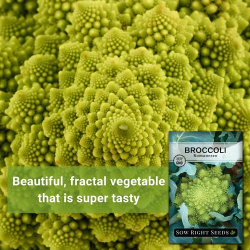 Vista 3 de Sow Right Seeds - Semillas de brócoli Romanesco para plantar - Paquete de reliquia sin OMG con instrucciones para plantar un huerto doméstico al