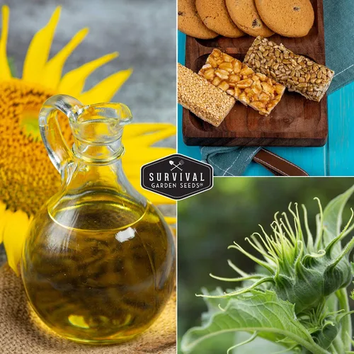 Vista 5 de Survival Garden Seeds - Semilla de girasol de mamut para plantar - Paquete con instrucciones para plantar y cultivar enormes flores coloridas en tu