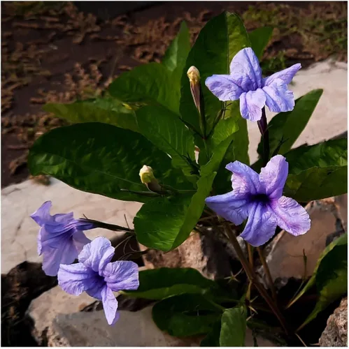 Vista 3 de Everwilde Farms - Semillas de flores silvestres nativas de petunia silvestre de 1 onza - Gold Vault