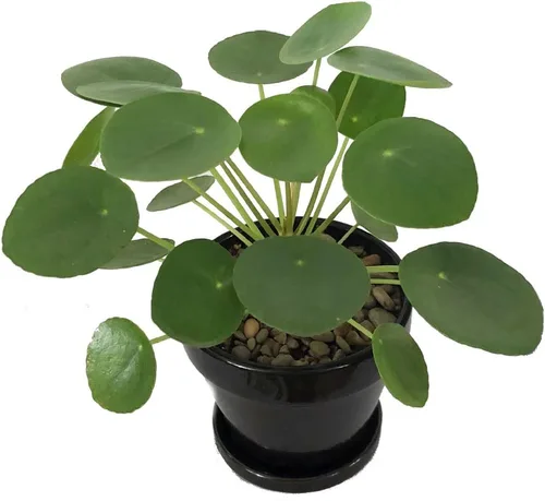 Vista 2 de Hirt's Gardens Planta de dinero chino - Pilea peperomioides - Maceta de 4