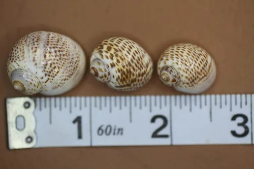 Vista 4 de Conchas marinas Natica Tigerina para cualquier proyecto de manualidades. Se venden en paquetes de 50 ~ Pequeñas, estampadas por la naturaleza y un