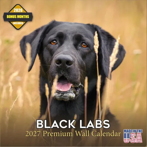 Vista 150 de Calendario de Lebrel Afgano 2025 2026, calendario mensual de pared de raza canina, 12" x 18" abierto, papel grueso sin traspaso, ideal para regalo