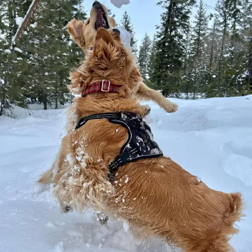 Vista 8 de Voyager Arnés para Perro con Doble Enganche de Correa, Control Sin Tirones, Ajustable, Suave pero Fuerte, Arnés para Mascotas para Perros Medianos