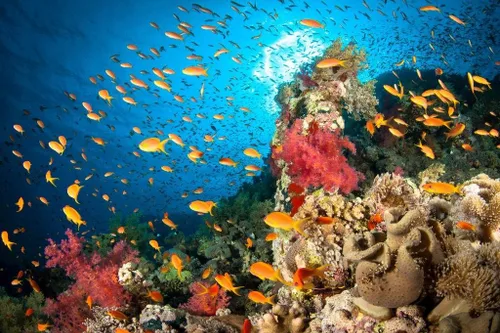 Vista 3 de Escena de arrecife de peces tropicales, fotografía de pescado fresco, póster de decoración de pared acuática, imágenes de peces submarinos, imagen
