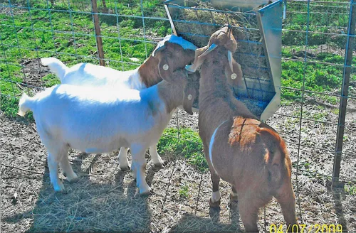 Vista 3 de Little Giant® Alimentador montable para ovejas y cabras - Comedero 2 en 1 para cabras y ovejas y estante de heno - Combinación de heno y grano