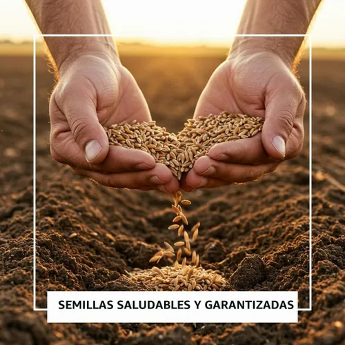 Vista 4 de Gloria Azul de la Mañana Enredadera Trepadora 100 Semillas para Plantar Hermosa Enredadera Floreciente