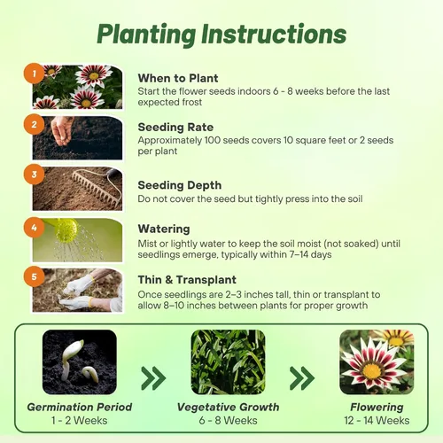 Vista 4 de Outsidepride Kiss White Frosty Flame Gazania Semillas para plantar, 25 piezas de semillas perennes, de bajo mantenimiento, tolerantes a la sequía