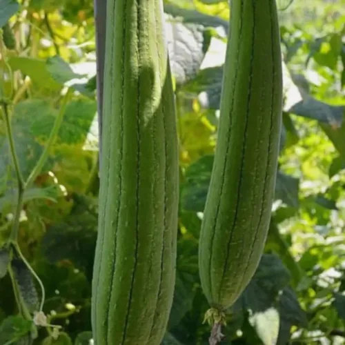 Vista 3 de 30 semillas de calabaza de Luffa súper largas sin OMG semillas de calabaza de esponja de esponja