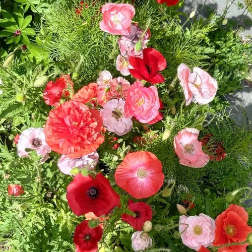 Vista 2 de Semillas Oriental Poppy Mix - Flores perennes para plantar - Sin OMG
