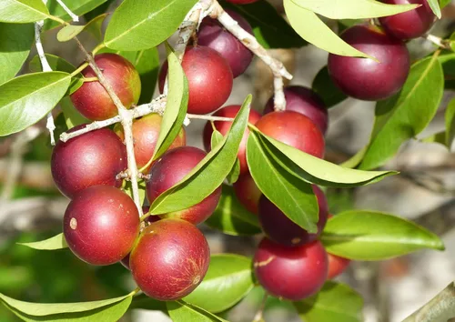 Vista 7 de Camu Camu Camu en polvo orgánico, 1 libra, sin OMG, Kosher, crudo, vegano, a granel, no irradiado, puro, ideal para hornear, bebidas y batidos, rico