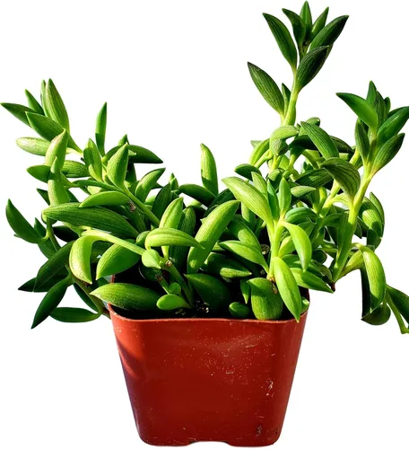 Vista 8 de Fat Plants - Colección de suculentas colgantes