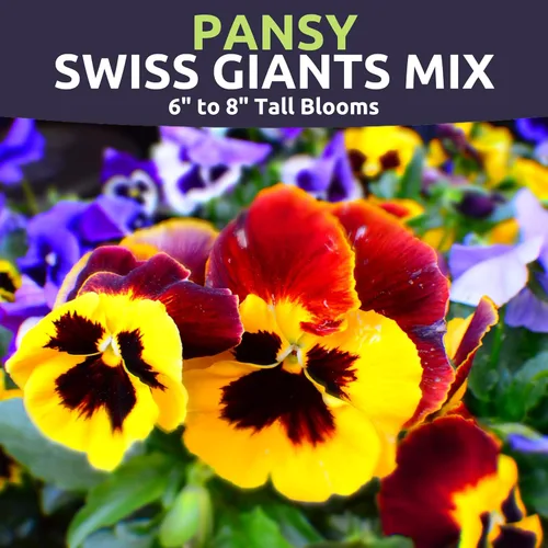 Vista 3 de Pansy Swiss Giants Mix - Sobre grande de 1,500 mg - 1,100 semillas de flores para plantar - Viola