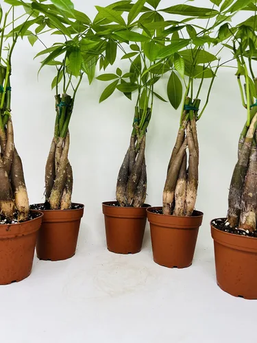 Vista 3 de Paquete de plantas de árbol de dinero en 5 macetas de entrenamiento - Pachira Aquatica Trees