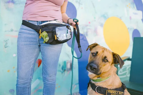 Vista 3 de OllyDog Trailblazer - Paquete con pelota de goma para recoger, riñonera, bolsa de golosinas para perros, manos libres para entrenamiento, paquete