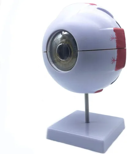 Vista 4 de XINDAM Modelo anatómico de ojo humano ampliado 6X - Anatomía precisa para estudio de aula de ciencias, exhibición, modelo médico de enseñanza