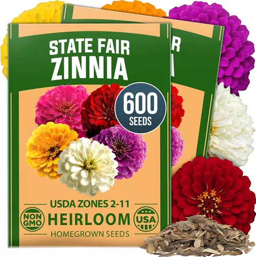 Vista 60 de HOME GROWN Semillas de Hollyhock de doble mezcla de Chater, 200 semillas