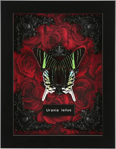 Vista 12 de Taxidermia de mariposas enmarcadas - Caja de sombra con mariposas, mariposas reales enmarcadas en una caja para estética de decoración del hogar