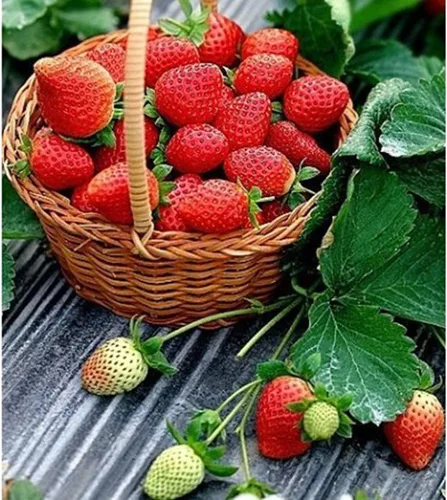 Vista 3 de 2300+ semillas de fresa perpetua Semillas de fresa de cuatro estaciones Semillas de fruta para plantar Semillas criollas no transgénicas para jardín