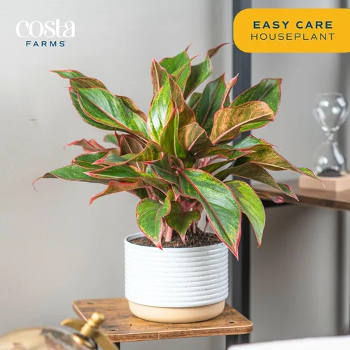Vista 4 de Costa Farms Perenne China Roja Planta Viva de Interior, Planta de Casa de Fácil Cuidado en Maceta Decorativa Moderna, Excelente Regalo