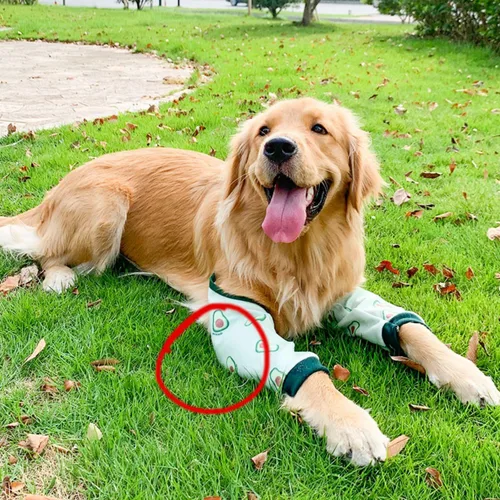 Vista 3 de Protector de codo para perro, coderas gruesas con almohadilla de malla para perros medianos y grandes, para invierno y otoño, evita lamer heridas