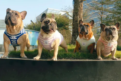 Vista 4 de iChoue - Camisetas de tiras de algodón 100% transpirable para Bulldog francés, Vestido de Halloween para perros medianos, Camisetas tipo tanque