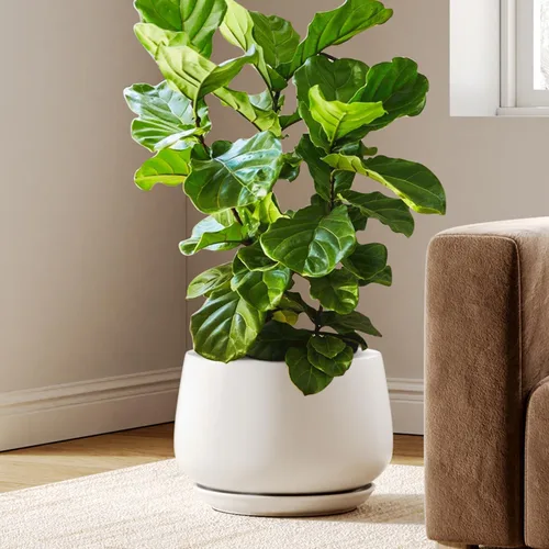 Vista 12 de LE TAUCI Macetas de cerámica, juego de 2, macetas de 10 + 12 pulgadas, macetas elegantes para plantas de interior, maceta resistente con orificio