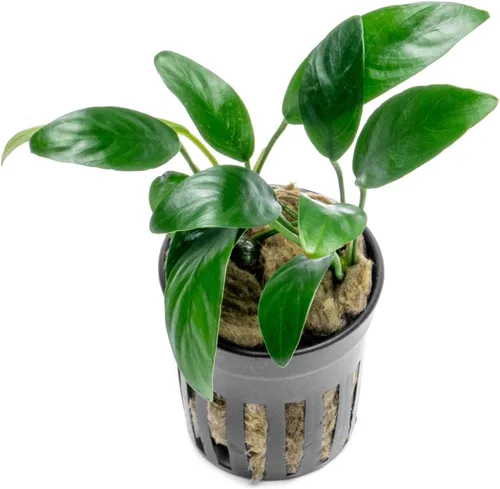 Vista 43 de SubstrateSource Plantas vivas – Anubias Hastifolia (Anubias hastifolia) – Luz baja a moderada, hojas en forma de flecha de color verde medio a