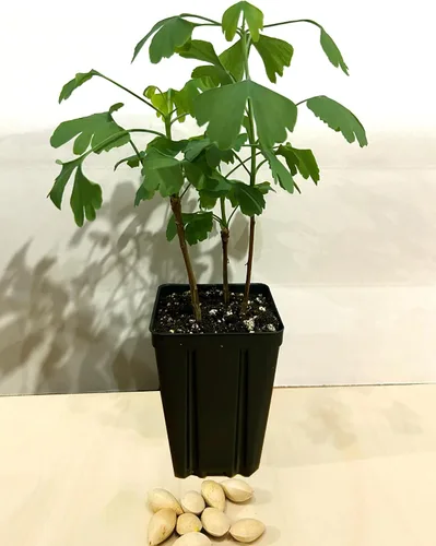 Vista 2 de Árbol de ginkgo - Maceta de 3 plantas de inicio. Gingko biloba. 6" - 9