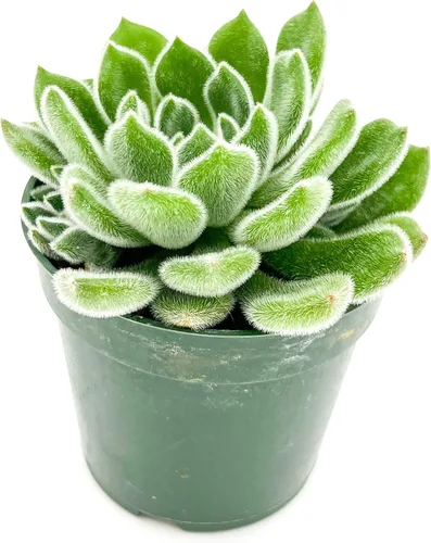Vista 8 de ragnaroc Plantas suculentas vivas – Echeveria Agaviodes Ebony, enraizadas en maceta de 4 pulgadas – 1 unidad – Llegada viva garantizada – Plantas