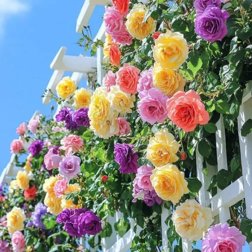 Vista 3 de Rosas trepadoras aleatorias para jardín, plantas de rosas fragantes y resistentes para plantar al aire libre, sin maceta, planta de inicio de 5 a 9