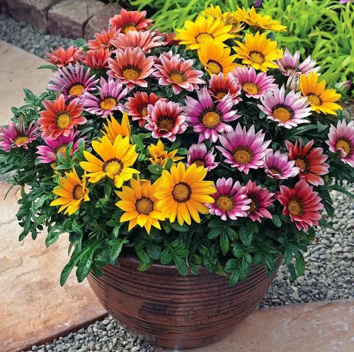 Vista 3 de 99 semillas de girasol mexicanas Gazania & Tithonia - Plantas perennes de cobertura del suelo, tolerantes al calor y la sequía, fáciles de cultivar