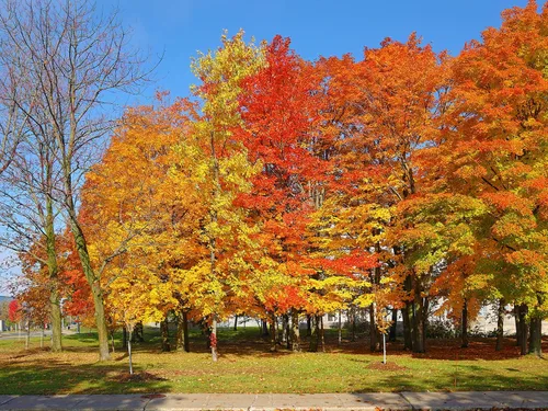 Vista 6 de Northern Sugar Maple Tree Semillas Premium Acer Saccharum 'Fall' Plants' (Premium Seeds, 10)