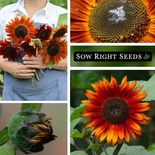 Vista 4 de Sow Right Seeds - Semillas de girasol Velvet Queen para plantar - Cultiva girasoles gigantes al aire libre en tu jardín - Paquete de reliquia sin