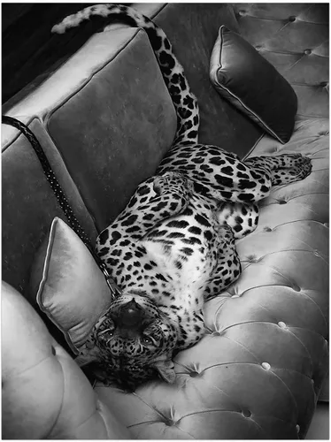 Vista 13 de Impresión de guepardo en el espejo, impresión de fotografía en blanco y negro, leopardo vintage en blanco y negro, fotos de espejo con aspecto