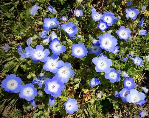 Vista 2 de TomorrowSeeds - Semillas Baby Blue Eyes - Más de 6000 unidades - para plantar Nemophila Menziesii 2026, flor azul cielo, cubierta de suelo japonesa