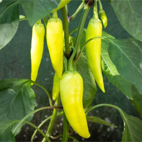Vista 2 de Plátano dulce con pimienta (50 semillas)