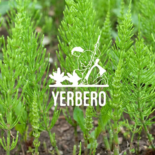 Vista 2 de Yerbero - Cola De Caballo 1LB (16.08 oz) Té de hierbas sueltas enteras de cola de caballo Hierba de afeitado/hierba de serpiente Bolsa