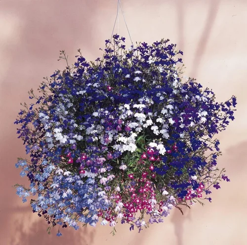 Vista 7 de Semillas Lobelia Mix Flores anuales para plantar sin OMG