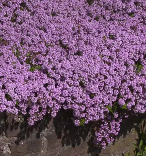 Vista 2 de UtopiaSeeds - Semillas de tomillo rastrero - Thymus Serpyllum - Cubierta del suelo para paisajismo - Morado - Aproximadamente 8000 semillas