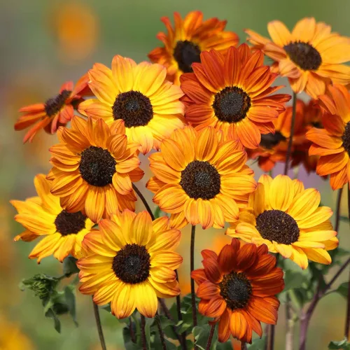 Vista 20 de Eden Brothers Semillas de girasol - Autumn Beauty