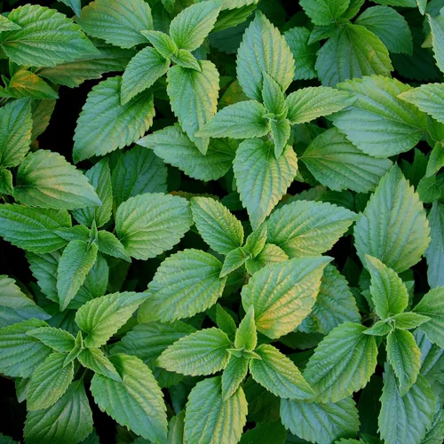 Vista 4 de Herb Pharm Spray de aliento fresco a base de hierbas orgánicas certificadas, menta