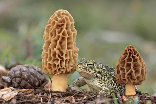 Vista 3 de Semillas Morel Champiñones Esporas El micelio crece para plantar sin OMG