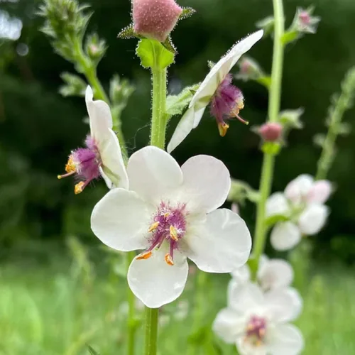 Vista 4 de CHUXAY GARDEN Verbascum Blattaria Seed - 50 semillas de polilla gordolobo flor encantadoras flores blancas atraen mariposas y abejas añadiendo un