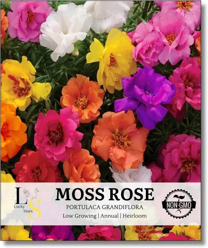 Vista 2 de 10000 semillas mixtas de musgo rosa - HOA Mười Giờ - también conocidas como Portulaca Grandiflora Mix, Moss-Rose Purslane, Once en punto, tolerantes
