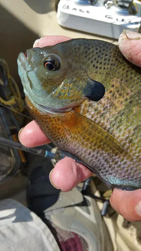 Vista 2 de Kodiak Panfish Kandy Obleas