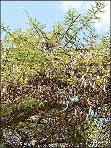 Vista 2 de Vachellia (Acacia) abyssinica (Flat Top Acacia Tree) - 15 Semillas