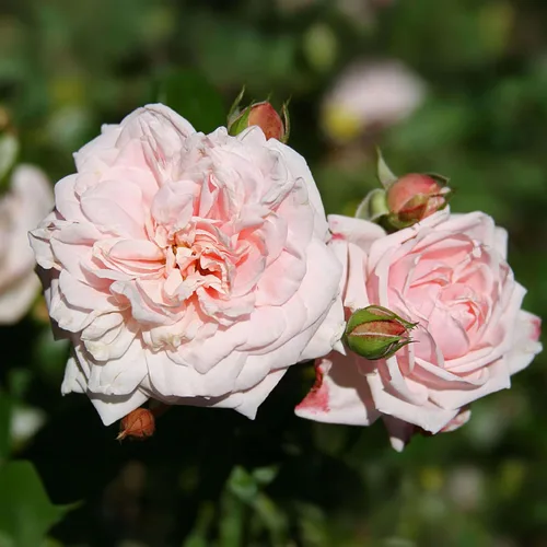 Vista 14 de Rosas trepadoras de reliquia, planta de raíz propia viva para jardín al aire libre, Aloha, muy fragantes, zonas de rusticidad 5 a 10, floración