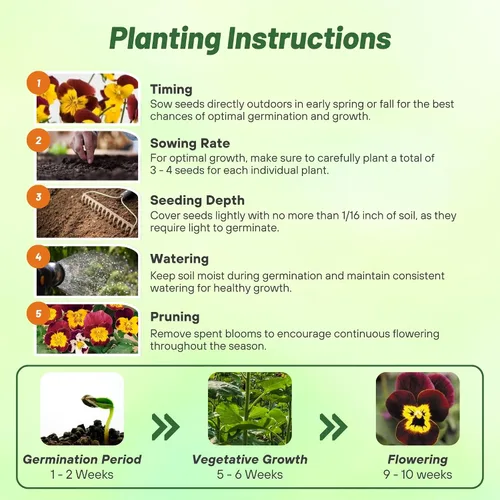 Vista 5 de Outsidepride Bambini Mix Viola - Semillas de pensamiento para plantar, 1000 piezas. Flores perennes, resistentes al frío y aptas para polinizadores